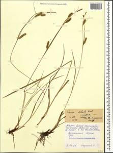 Carex diluta M.Bieb., Caucasus, North Ossetia, Ingushetia & Chechnya (K1c) (Russia)