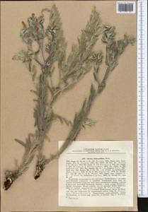 Onosma dichroantha Boiss., Middle Asia, Muyunkumy, Balkhash & Betpak-Dala (M9) (Kazakhstan)