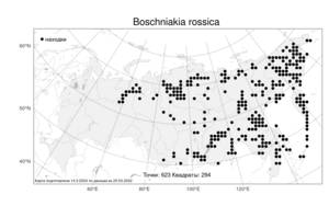 Boschniakia rossica (Cham. & Schlecht) B. Fedtsch., Atlas of the Russian Flora (FLORUS) (Russia)