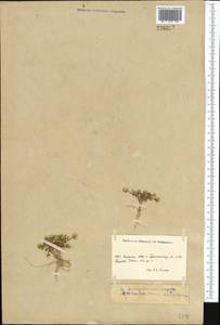 Eutrema altaicum (C.A. Mey.) Al-Shehbaz & S.I. Warwick, Middle Asia, Northern & Central Tian Shan (M4) (Kyrgyzstan)