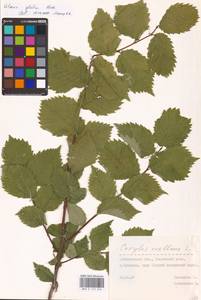 Ulmus glabra Huds., Eastern Europe, Middle Volga region (E8) (Russia)