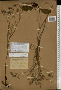 Limonium bungei (Claus) Gamajun., Eastern Europe, Rostov Oblast (E12a) (Russia)