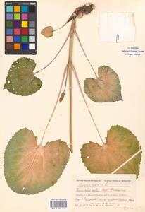 Lunaria rediviva L., Eastern Europe, Moscow region (E4a) (Russia)
