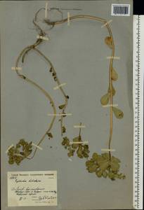 Euphorbia helioscopia L., Eastern Europe, Moscow region (E4a) (Russia)