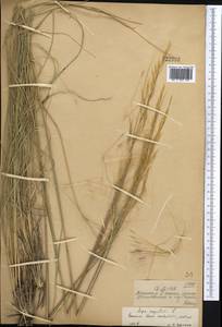 Stipa capillata L., Middle Asia, Dzungarian Alatau & Tarbagatai (M5) (Kazakhstan)