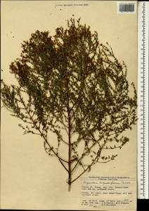 Hypericum triquetrifolium Turra, South Asia, South Asia (Asia outside ex-Soviet states and Mongolia) (ASIA) (Turkey)