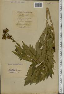 Dictamnus albus var. caucasicus (Fisch. & C. A. Mey.) Rouy & Foucaud, Eastern Europe, Eastern region (E10) (Russia)