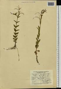 Epilobium alsinifolium Vill., Eastern Europe, West Ukrainian region (E13) (Ukraine)