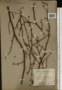 Corylus avellana L., Eastern Europe, North Ukrainian region (E11) (Ukraine)