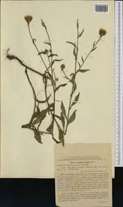 Centaurea jacea subsp. banatica Hayek, Western Europe (EUR) (Romania)