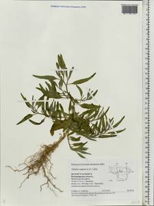 Atriplex patens (Litv.) Iljin, Eastern Europe, Central region (E4) (Russia)