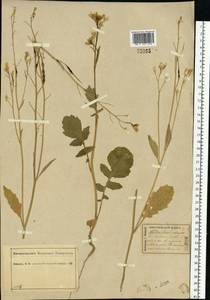 Raphanus raphanistrum L., Eastern Europe, Central forest region (E5) (Russia)
