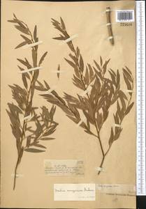 Salix songarica Andersson, Middle Asia, Muyunkumy, Balkhash & Betpak-Dala (M9) (Kazakhstan)