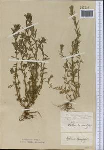 Lythrum thymifolia L., Middle Asia, Northern & Central Kazakhstan (M10) (Kazakhstan)