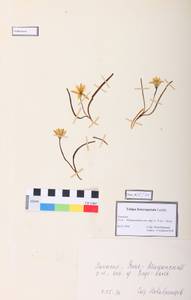 Tulipa uniflora (L.) Besser ex Baker, Siberia, Altai & Sayany Mountains (S2) (Russia)