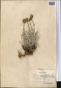 Cousinia caespitosa C. Winkl., Middle Asia, Western Tian Shan & Karatau (M3) (Kazakhstan)