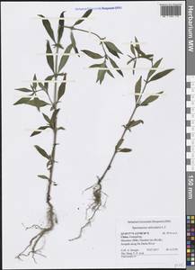 Spermacoce articularis L.f., South Asia, South Asia (Asia outside ex-Soviet states and Mongolia) (ASIA) (China)