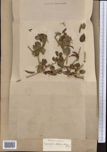Zygophyllum rosovii var. latifolium (Schrenk) Popov, Middle Asia, Dzungarian Alatau & Tarbagatai (M5) (Kazakhstan)