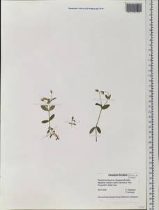 Cerastium furcatum Cham. & Schltdl., Siberia, Baikal & Transbaikal region (S4) (Russia)