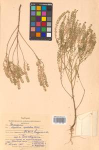 Lepidium densiflorum Schrad., Siberia, Russian Far East (S6) (Russia)