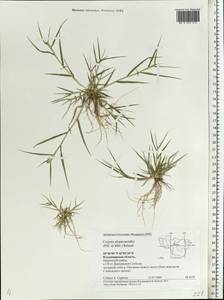 Sporobolus alopecuroides (Piller & Mitterp.) P.M.Peterson, Eastern Europe, Central region (E4) (Russia)