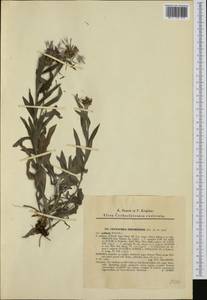Centaurea triumfettii subsp. axillaris (Willd. ex Celak.) Stef. & T. Georgiev, Western Europe (EUR) (Czech Republic)
