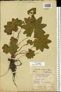 Alchemilla vulgaris L., Eastern Europe, Northern region (E1) (Russia)