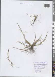 Parapholis cylindrica (Willd.) Romero Zarco, Crimea (KRYM) (Russia)