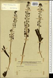 Muscari caucasicum (Griseb.) Baker, Caucasus, Azerbaijan (K6) (Azerbaijan)
