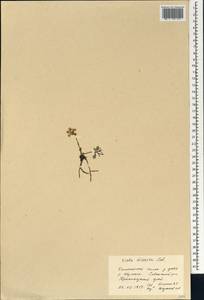 Viola multifida Willd. ex Roem. & Schult., Siberia, Central Siberia (S3) (Russia)