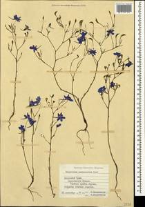 Delphinium consolida subsp. paniculatum (Host) N. Busch, Crimea (KRYM) (Russia)