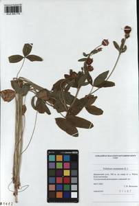 KUZ 000 775, Trifolium montanum L., Siberia, Altai & Sayany Mountains (S2) (Russia)