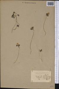 Thalictrum thalictroides (L.) A. J. Eames & B. Boivin, America (AMER) (United States)