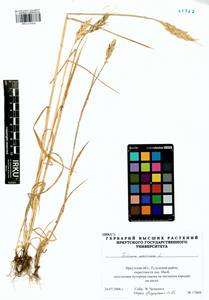 Triticum aestivum L., Siberia, Baikal & Transbaikal region (S4) (Russia)