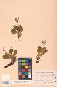 Primula latifolia subsp. graveolens (Hegetschw.) Rouy, Western Europe (EUR) (Switzerland)