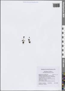 Saxifraga hyperborea R.Br., Siberia, Baikal & Transbaikal region (S4) (Russia)