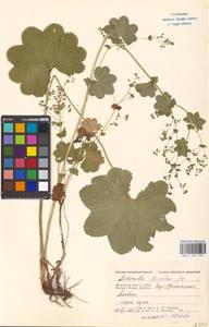 Alchemilla devestiens Juz., Eastern Europe, Moscow region (E4a) (Russia)