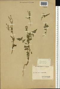 Sisymbrium officinale (L.) Scop., Eastern Europe, Western region (E3) (Russia)