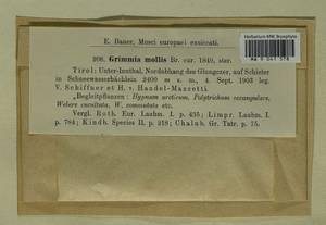 Grimmia mollis Bruch & Schimp., Bryophytes, Bryophytes - Western Europe (BEu) (Austria)