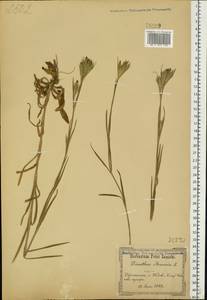 Dianthus armeria L., Eastern Europe, North Ukrainian region (E11) (Ukraine)