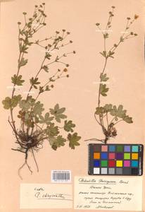 Potentilla thuringiaca Bernh. ex Link, Eastern Europe, Eastern region (E10) (Russia)