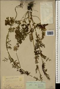 Tanacetum coccineum subsp. coccineum, Caucasus, Georgia (K4) (Georgia)