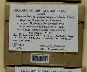 Bucklandiella microcarpos (Hedw.) Bedn.-Ochyra & Ochyra, Bryophytes, Bryophytes - Karelia, Leningrad & Murmansk Oblasts (B4) (Russia)