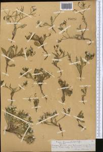 Askellia flexuosa (Ledeb.) W. A. Weber, Middle Asia, Northern & Central Tian Shan (M4) (Kazakhstan)