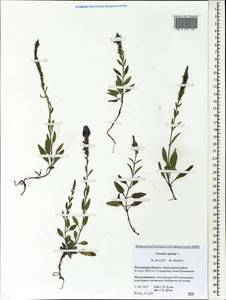 Veronica spicata L., Eastern Europe, Rostov Oblast (E12a) (Russia)