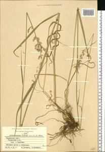 Arrhenatherum elatius (L.) P.Beauv. ex J.Presl & C.Presl., Eastern Europe, Central region (E4) (Russia)