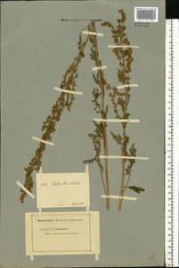 Artemisia latifolia Ledeb., Eastern Europe, Lower Volga region (E9) (Russia)