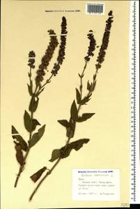 Salvia nemorosa subsp. pseudosylvestris (Stapf) Bornm., Crimea (KRYM) (Russia)