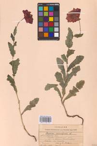 Papaver somniferum L., Eastern Europe, Central forest-and-steppe region (E6) (Russia)