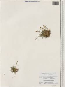 Dianthus microlepis Boiss., Western Europe (EUR) (Bulgaria)